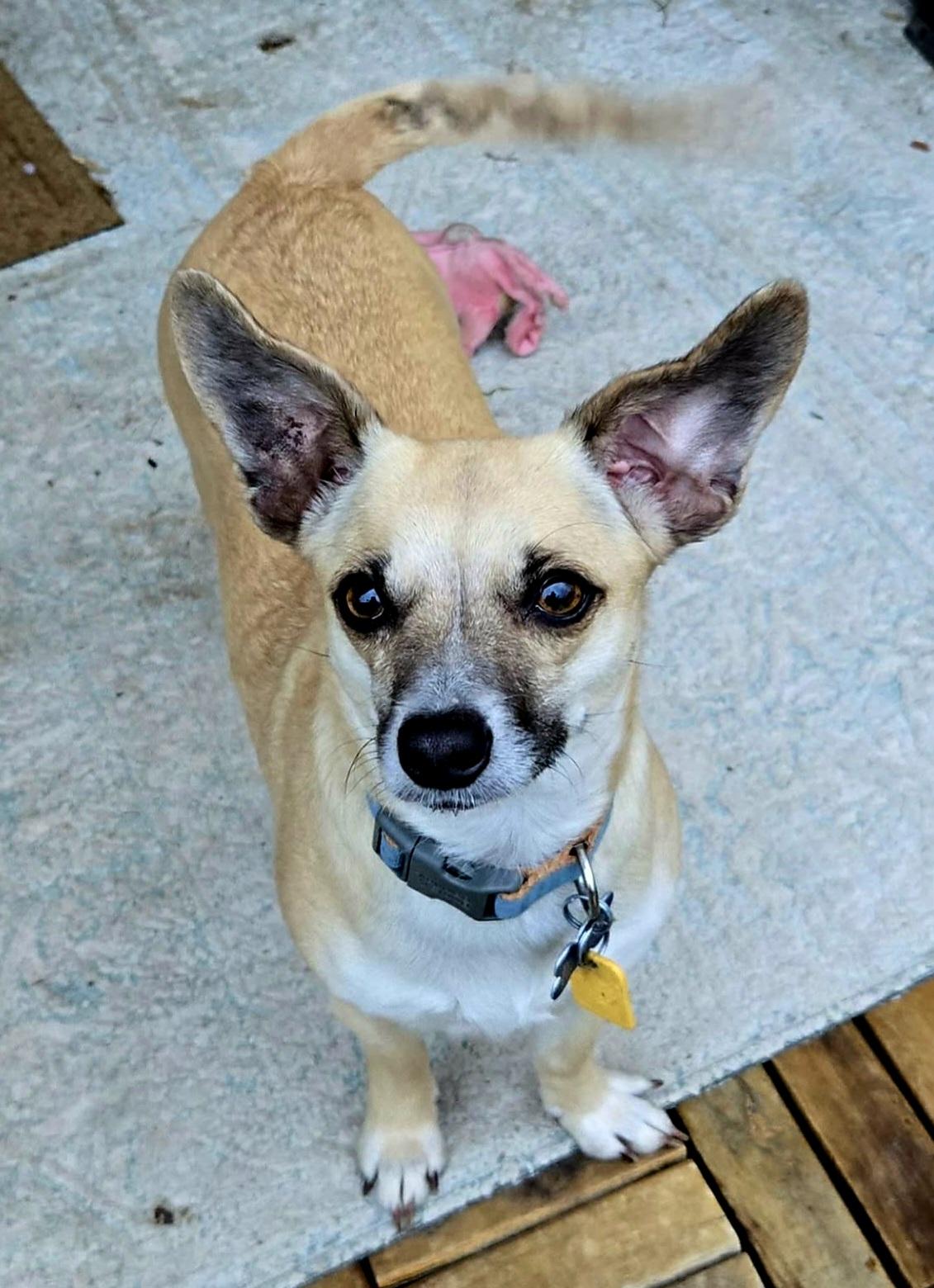 Dory!, a ADOPTABLE mixed breed in Roseville, CA image 4/4