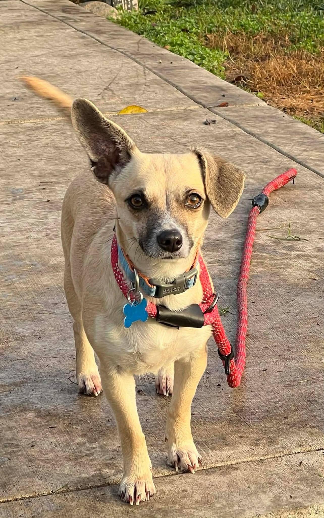 Dory!, a ADOPTABLE mixed breed in Roseville, CA image 1/4