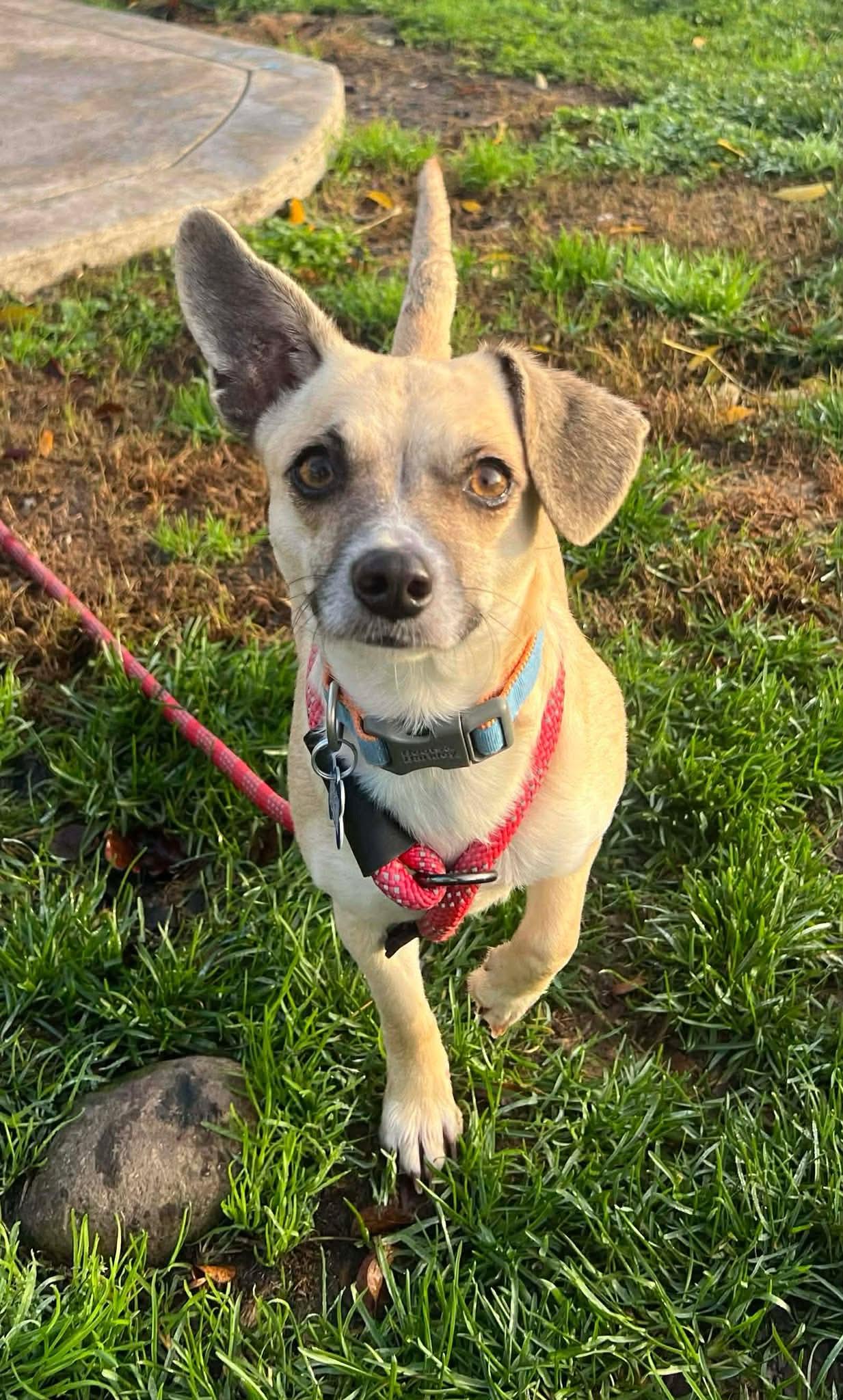 Dory!, a ADOPTABLE mixed breed in Roseville, CA image 3/4