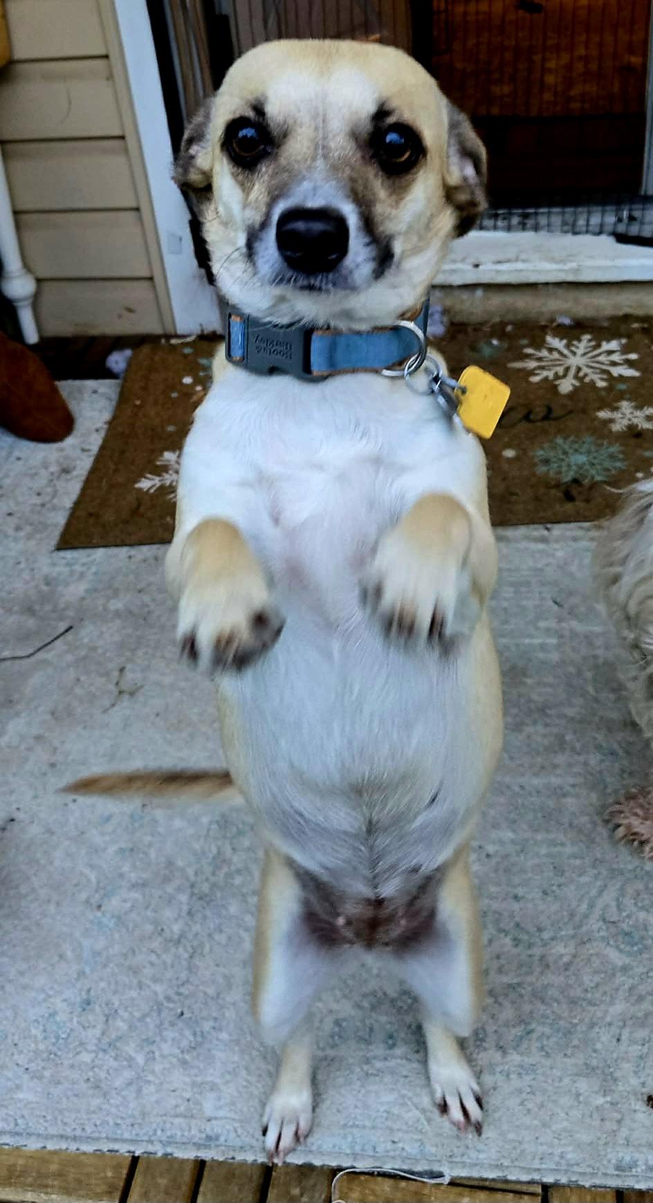 Dory!, a ADOPTABLE mixed breed in Roseville, CA image 2/4