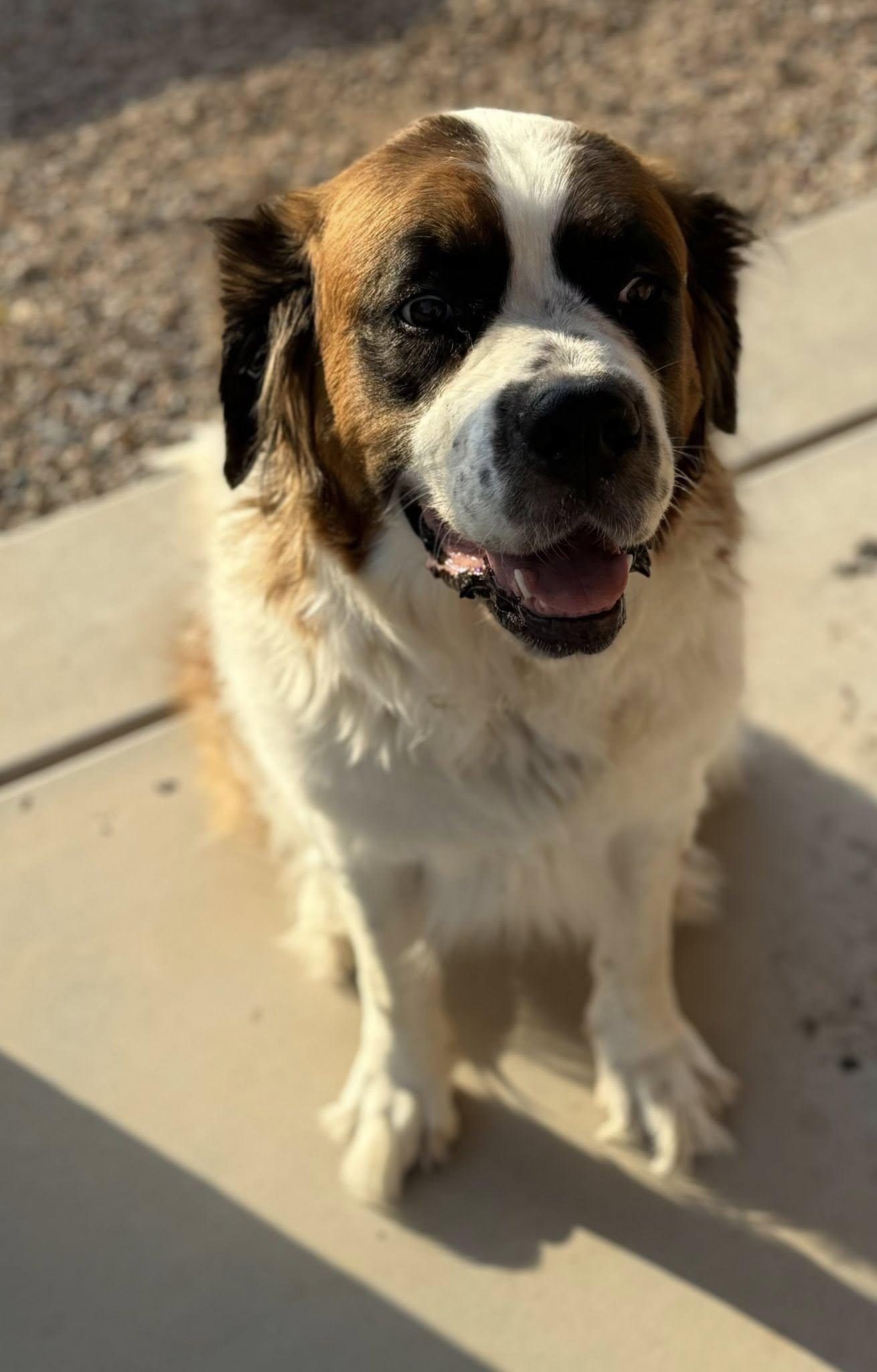 Ashfork (Ash), Adoptable, Adult Female Saint Bernard.