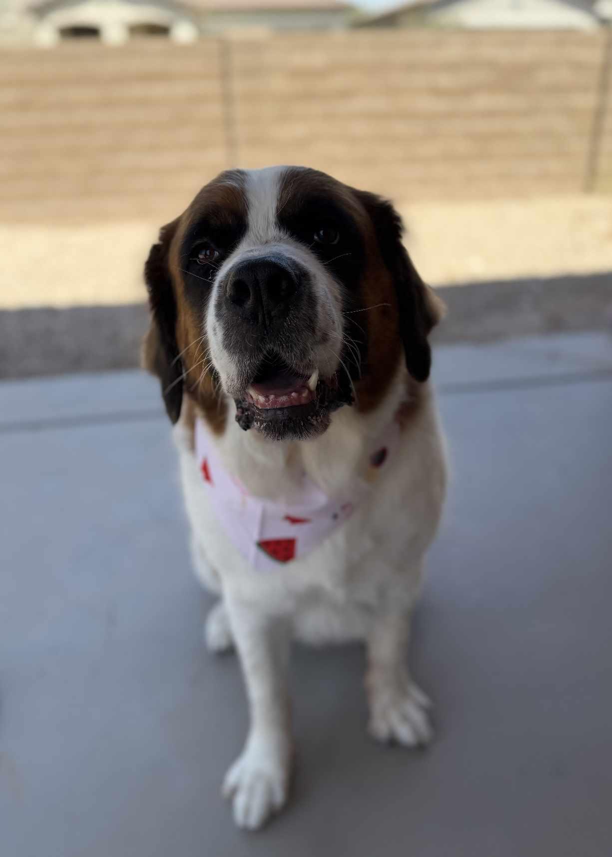 Enlarge Ashfork (Ash), a Adoptable Saint Bernard in Mesa, AZ image 2/4