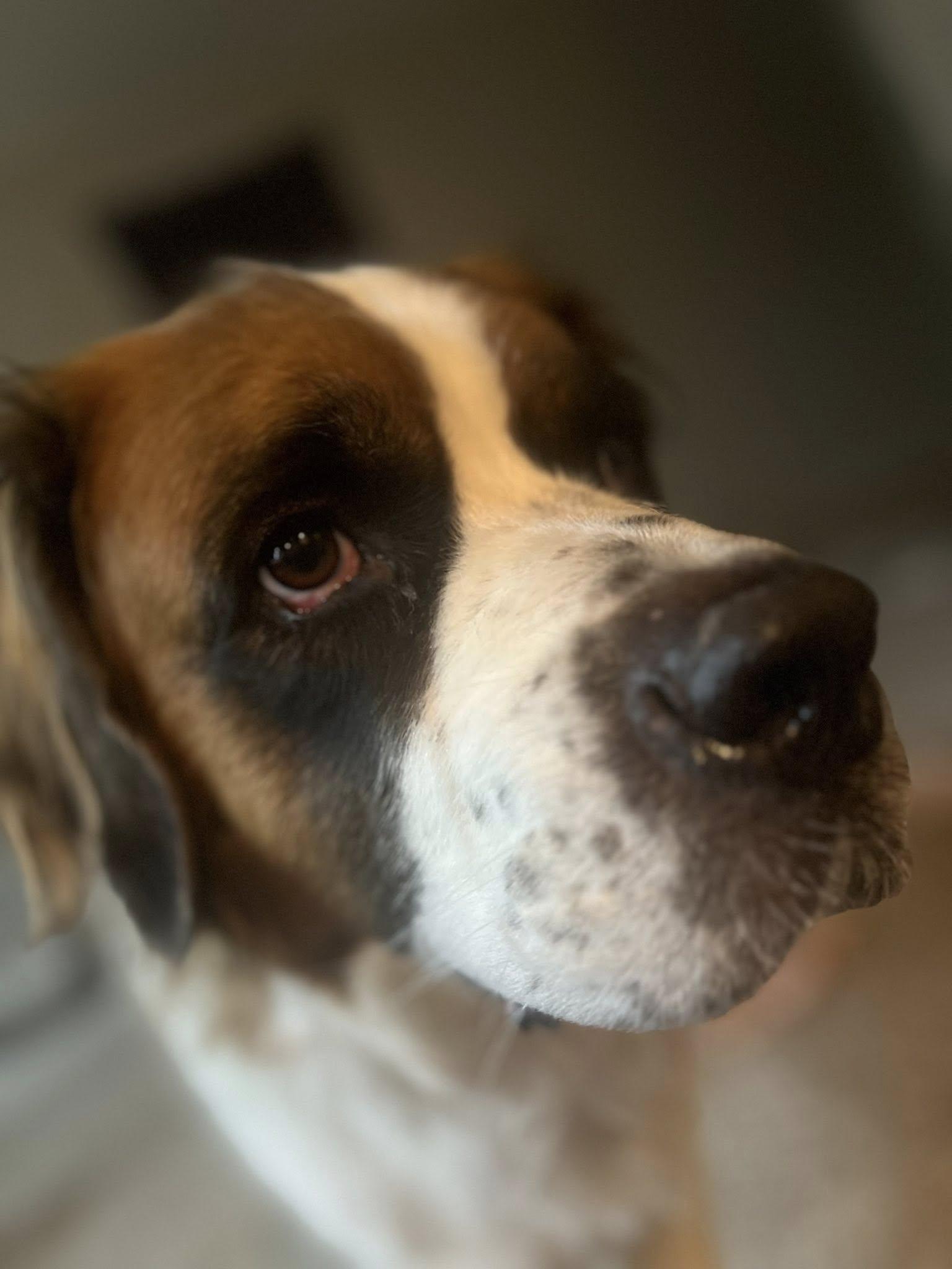 Enlarge Ashfork (Ash), a Adoptable Saint Bernard in Mesa, AZ image 3/4