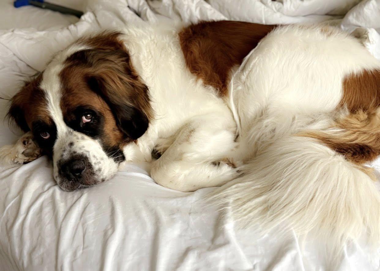 Enlarge Ashfork (Ash), a Adoptable Saint Bernard in Mesa, AZ image 4/4