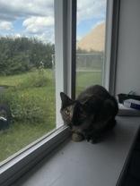 Enlarge Harper, a Adoptable Domestic Short Hair in Potsdam, NY image 3/3