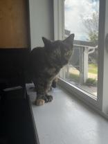 Enlarge Harper, a Adoptable Domestic Short Hair in Potsdam, NY image 1/3