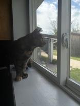 Enlarge Harper, a Adoptable Domestic Short Hair in Potsdam, NY image 2/3