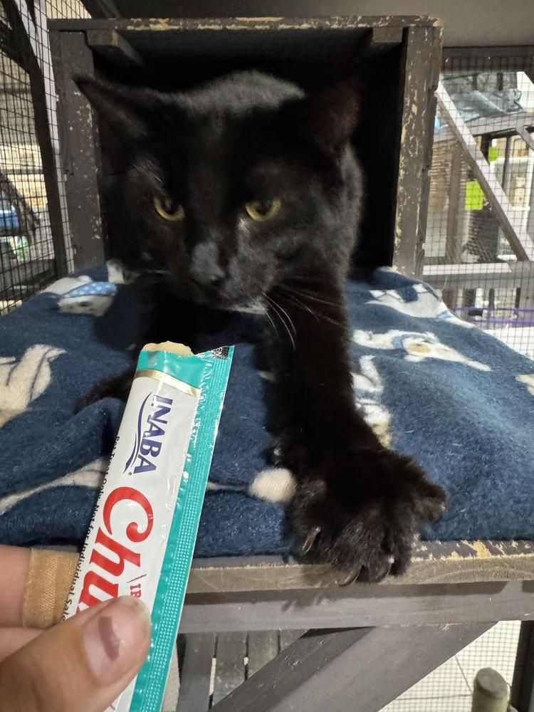 Edgar, Adoptable, Adult Male Domestic Short Hair & Domestic Short Hair.