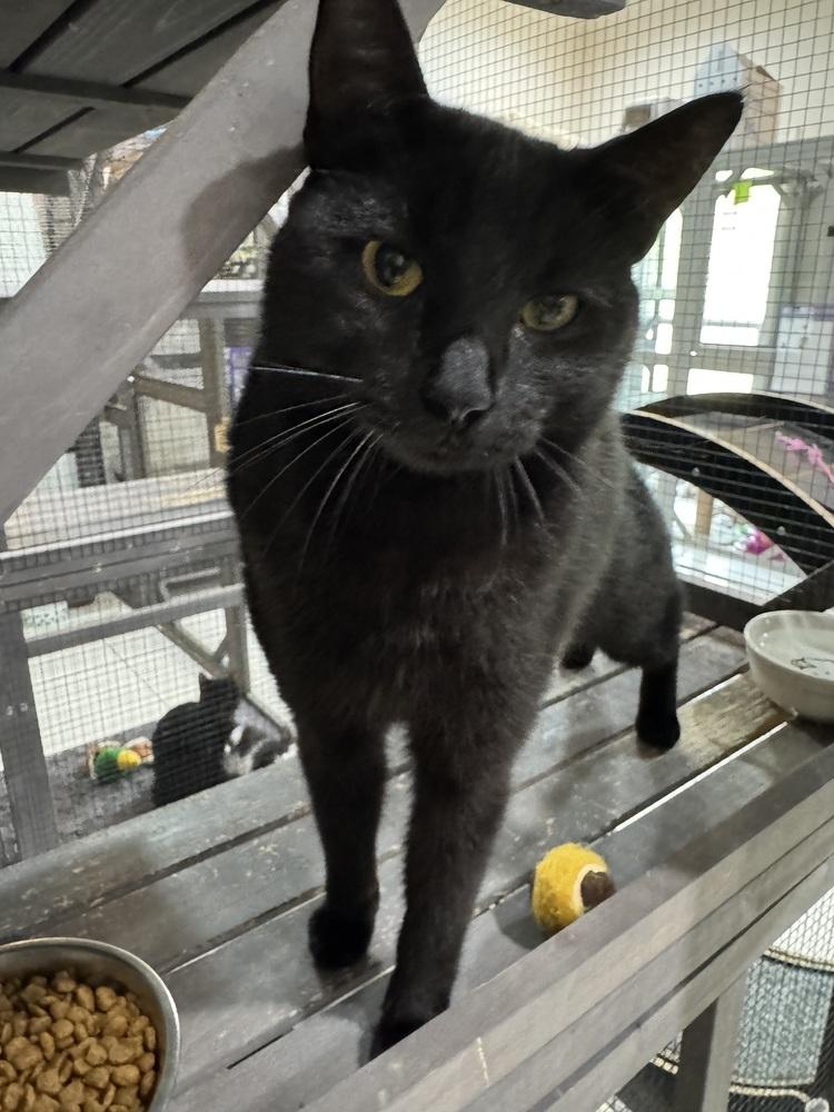 Edgar, Adoptable, Adult Male Domestic Short Hair & Domestic Short Hair.