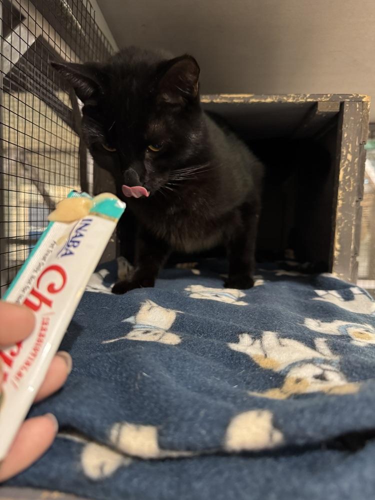 Enlarge Edgar, a Adoptable mixed breed in Seminole, FL image 2/3