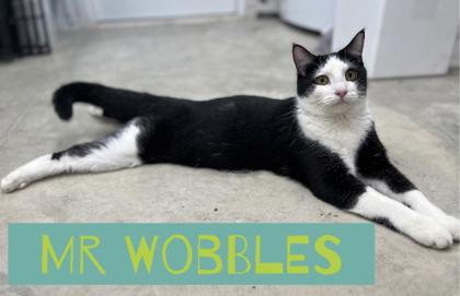 Enlarge Mr Wobbles, a Adoptable mixed breed in Humboldt, IA image 1/1