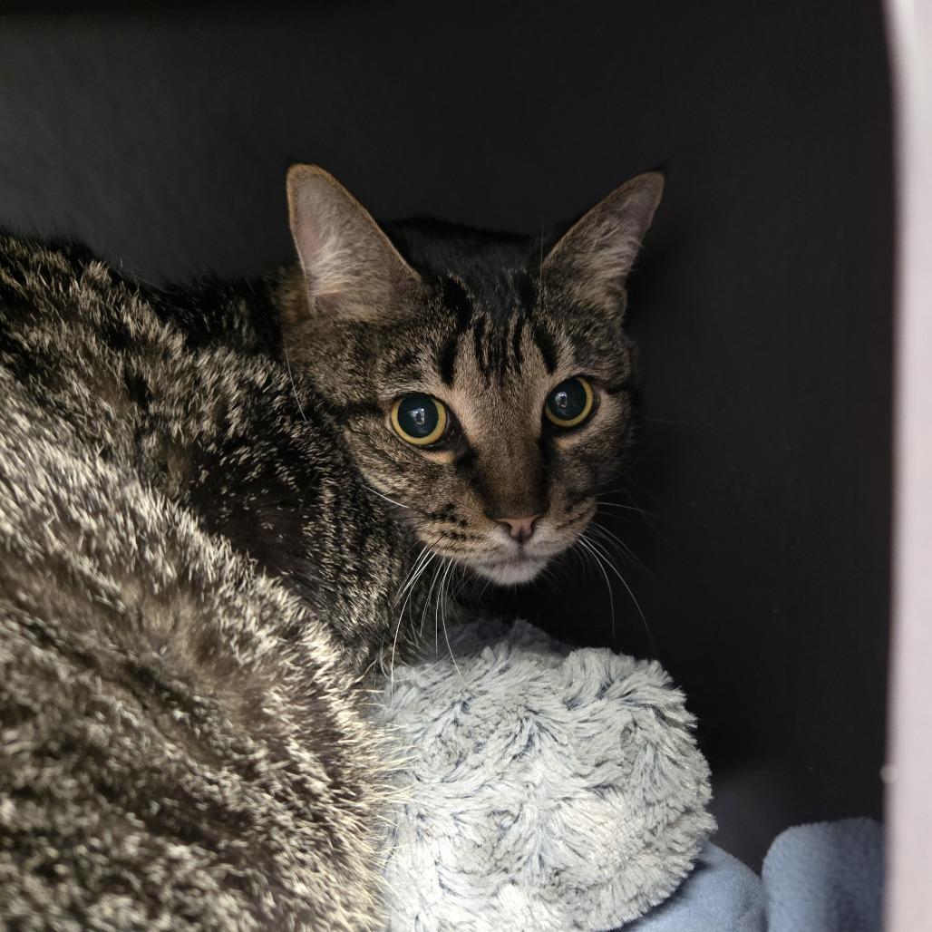 Enlarge Archie, a Adoptable Domestic Short Hair in Lake Panasoffkee, FL image 1/4