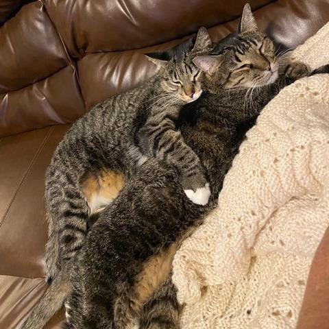 Enlarge Archie, a Adoptable Domestic Short Hair in Lake Panasoffkee, FL image 2/4