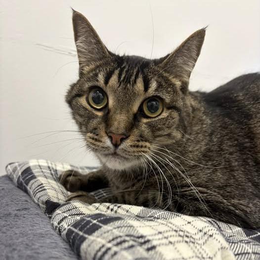Enlarge Archie, a Adoptable Domestic Short Hair in Lake Panasoffkee, FL image 3/4