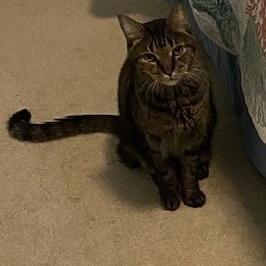 Enlarge Archie, a Adoptable Domestic Short Hair in Lake Panasoffkee, FL image 4/4