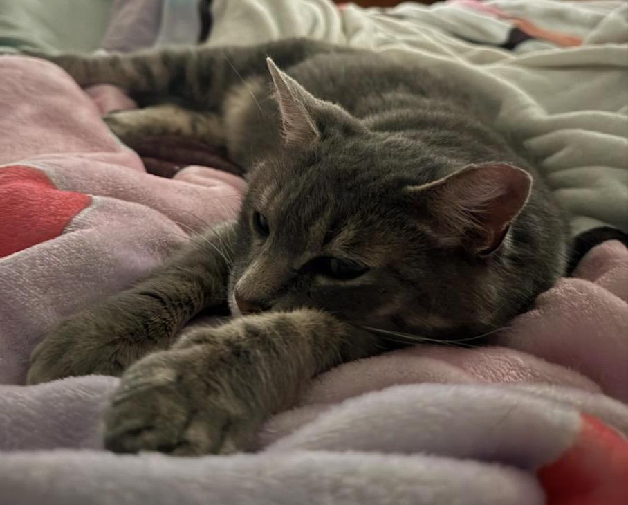 Enlarge Gabby, a Adoptable Tabby in Bear, DE image 2/3