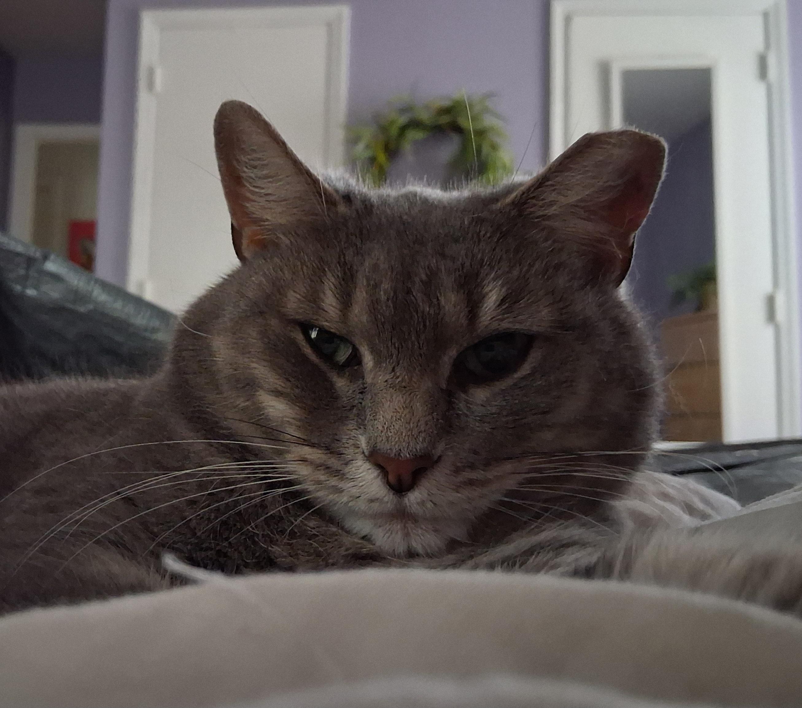 Enlarge Gabby, a Adoptable Tabby in Bear, DE image 3/3