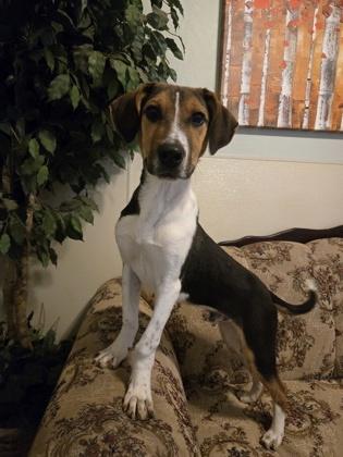 Enlarge Chester, an adopted mixed breed in Lakeside, AZ image 1/1
