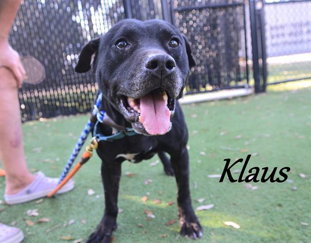 Enlarge KLAUS, a Adoptable Mixed Breed in Palmetto, FL image 1/1