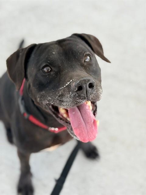 Enlarge KLAUS, a Adoptable Mixed Breed in Palmetto, FL image 1/1