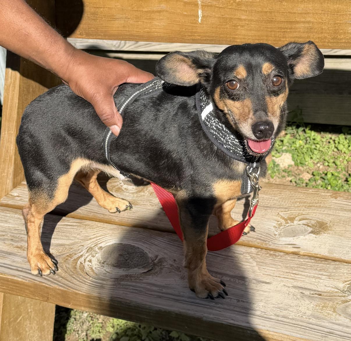 BAILEY & BIANCA (bonded pair)