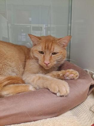 Enlarge CHESTER, a Adoptable Domestic Short Hair in Broomfield, CO image 1/1