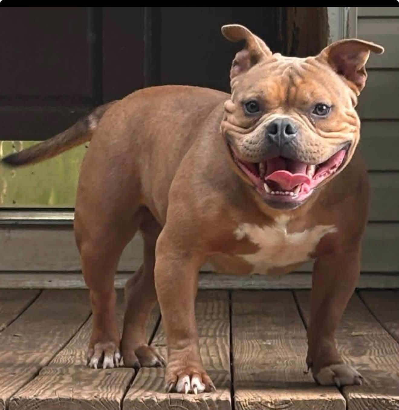 Best friend, Adopted, Adult Female American Bully.