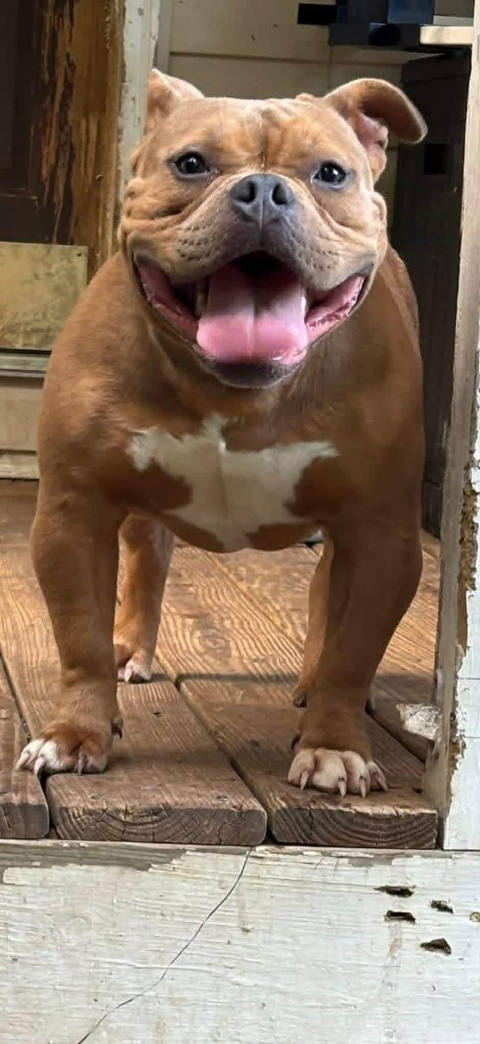 Enlarge Best friend, a Adopted American Bully in Knoxville, TN image 2/2