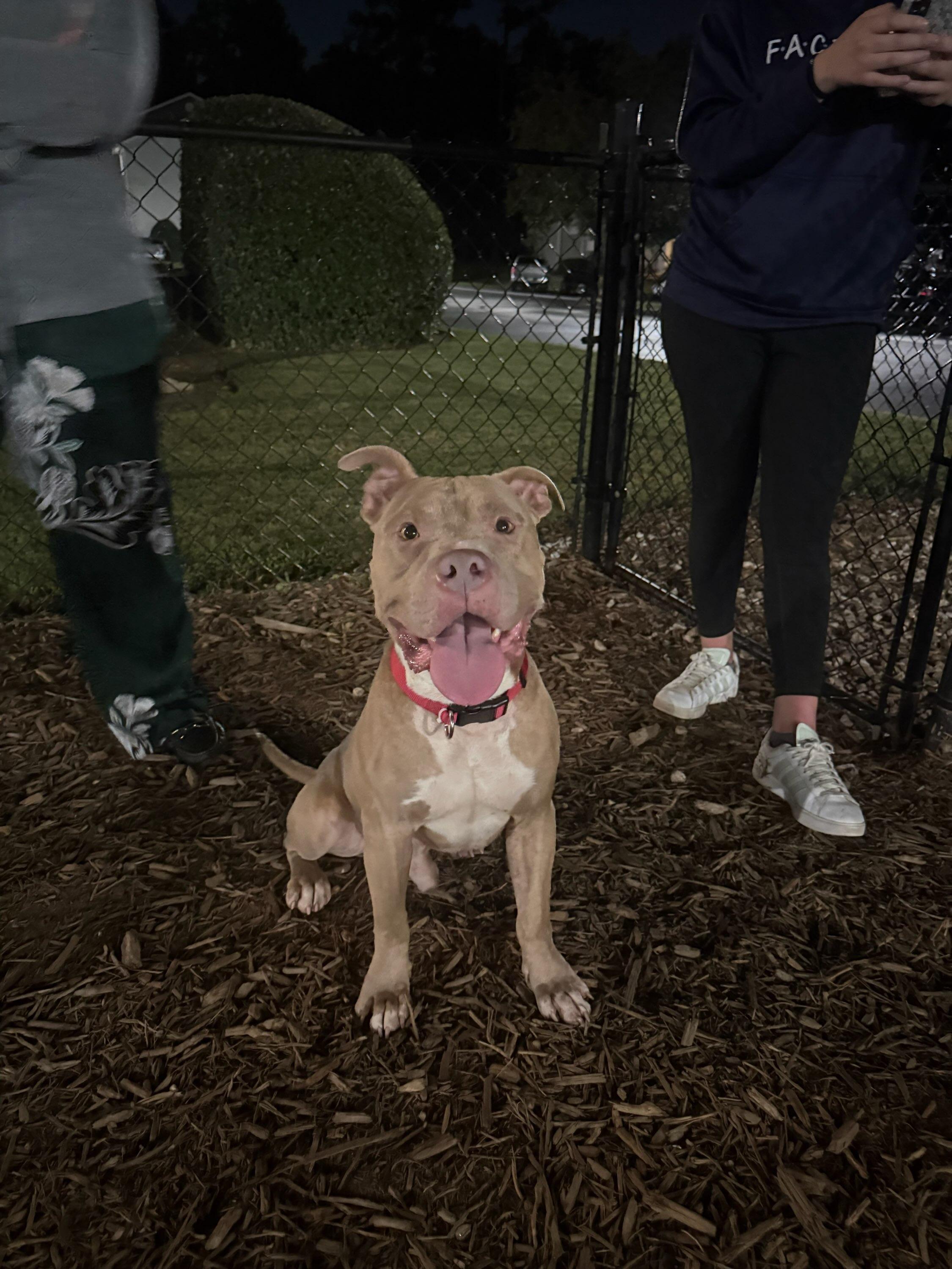 Enlarge Denny, a Adoptable mixed breed in Greenville, SC image 1/2
