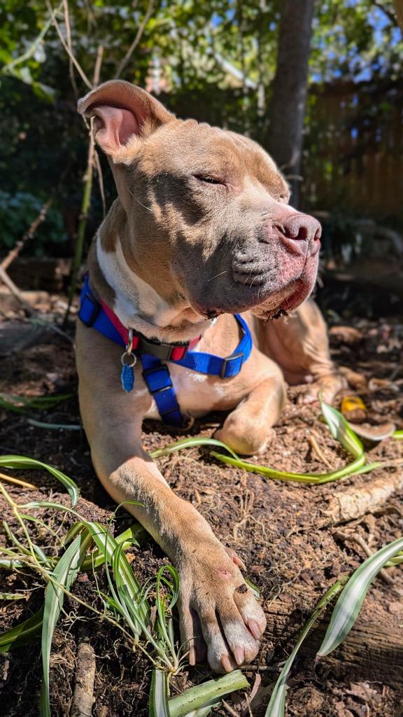 Enlarge Denny, a Adoptable mixed breed in Greenville, SC image 6/6