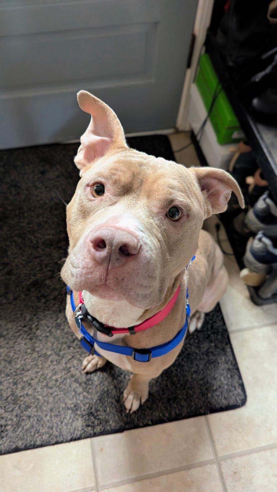 Enlarge Denny, a Adoptable mixed breed in Greenville, SC image 1/6