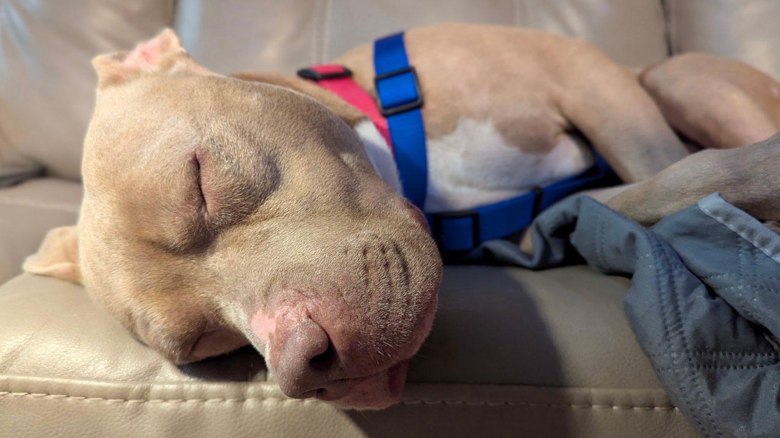 Enlarge Denny, a Adoptable mixed breed in Greenville, SC image 5/6