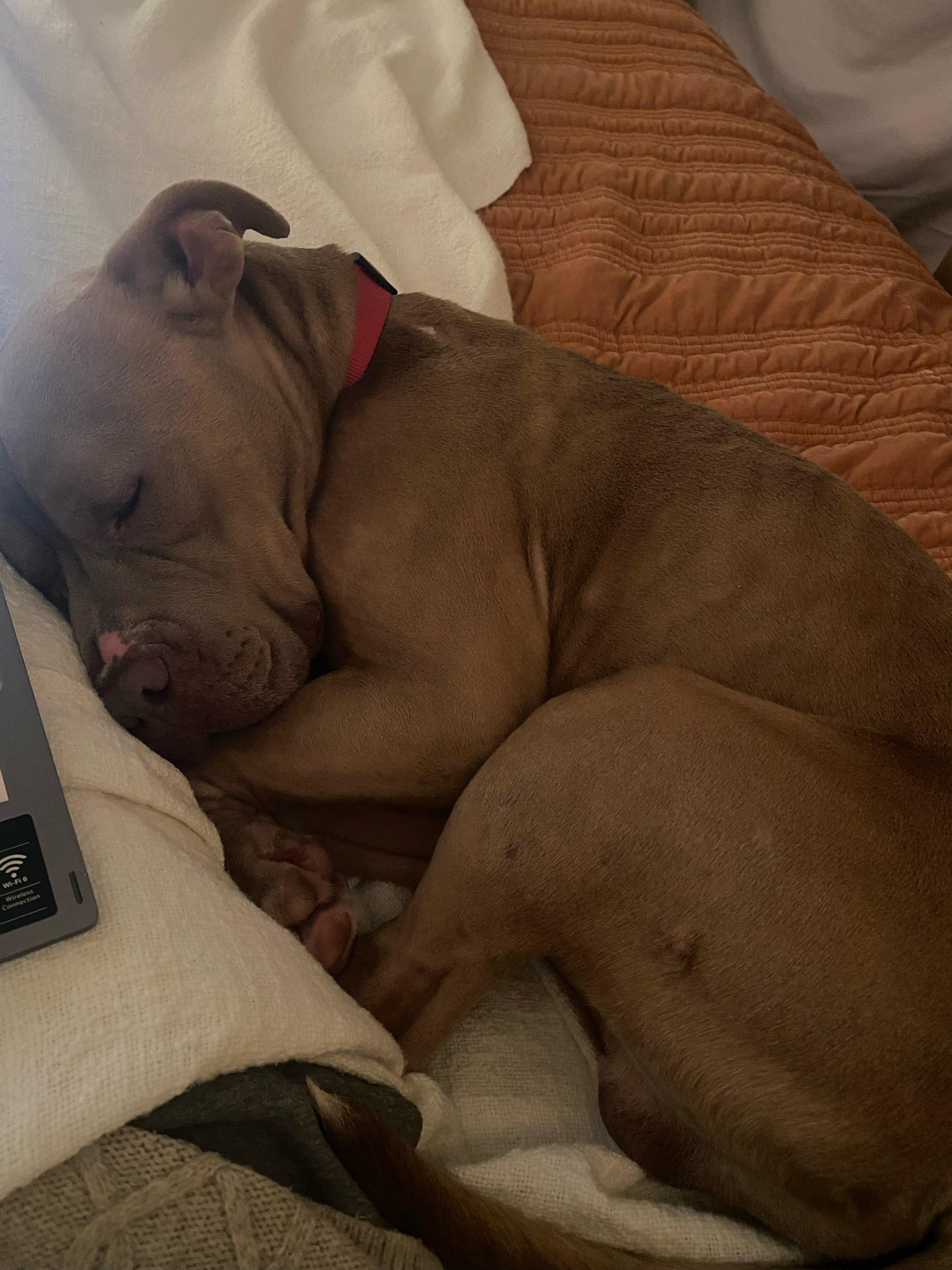 Enlarge Denny, a Adoptable mixed breed in Greenville, SC image 2/2