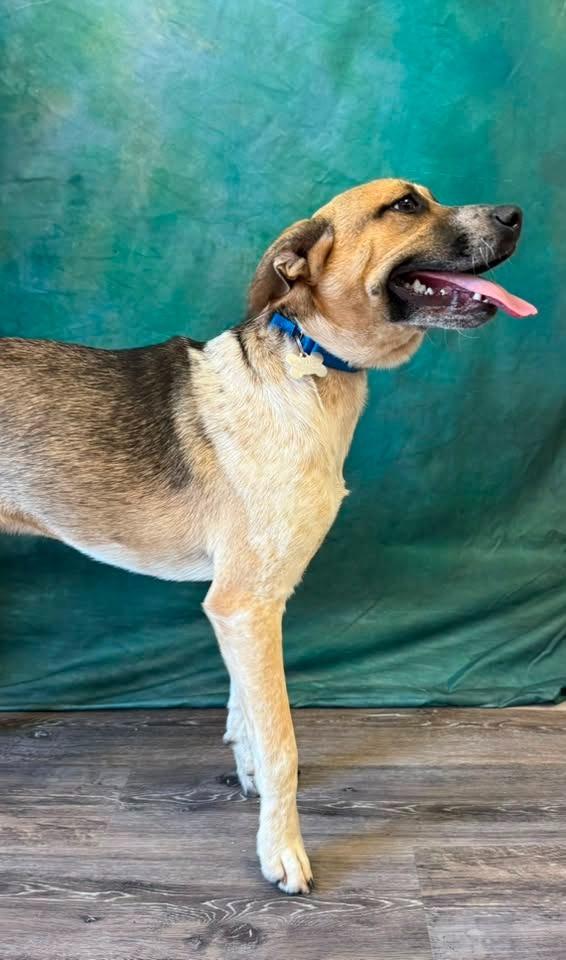 Sidka, Adoptable, Puppy Male Mixed Breed.