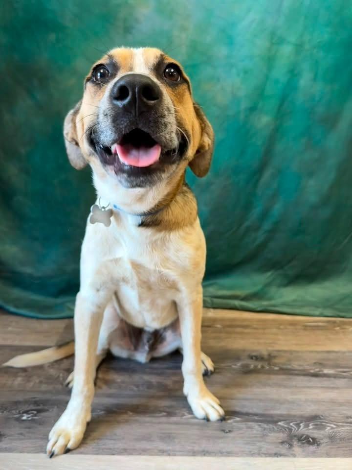Sidka, a Adoptable mixed breed in Fond Du Lac, WI image 2/6