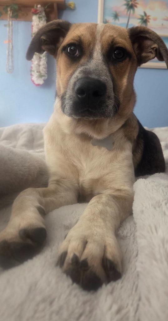 Sidka, a Adoptable mixed breed in Fond Du Lac, WI image 3/6