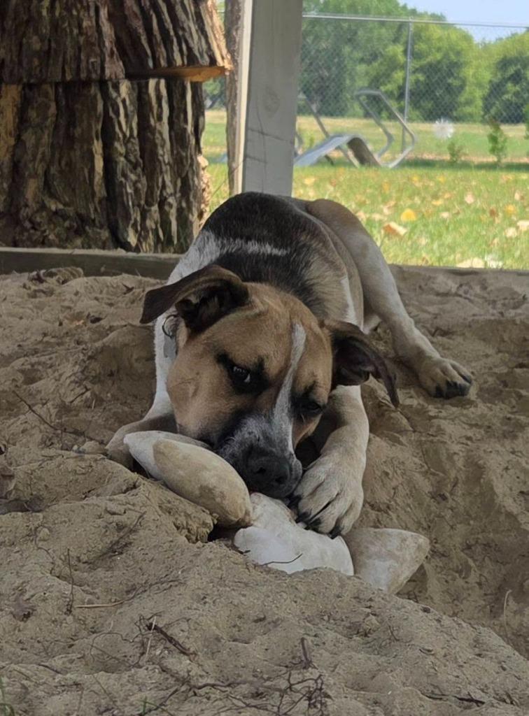Sidka, Adoptable, Puppy Male Mixed Breed.