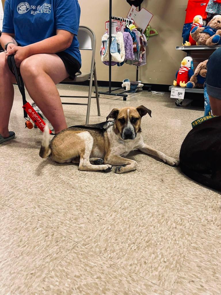 Sidka, a Adoptable mixed breed in Fond Du Lac, WI image 4/6