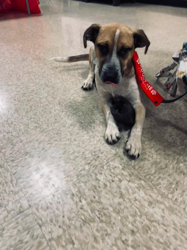 Sidka, a Adoptable mixed breed in Fond Du Lac, WI image 5/6