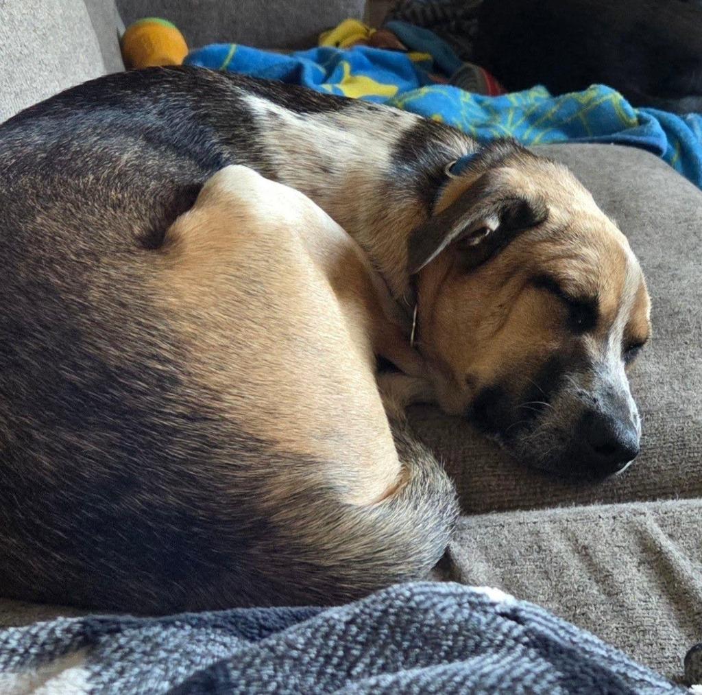 Sidka, a Adoptable mixed breed in Fond Du Lac, WI image 6/6