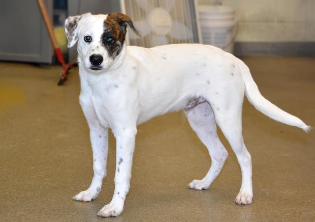 Enlarge WISH BONE, a Adoptable mixed breed in West Valley City, UT image 1/1