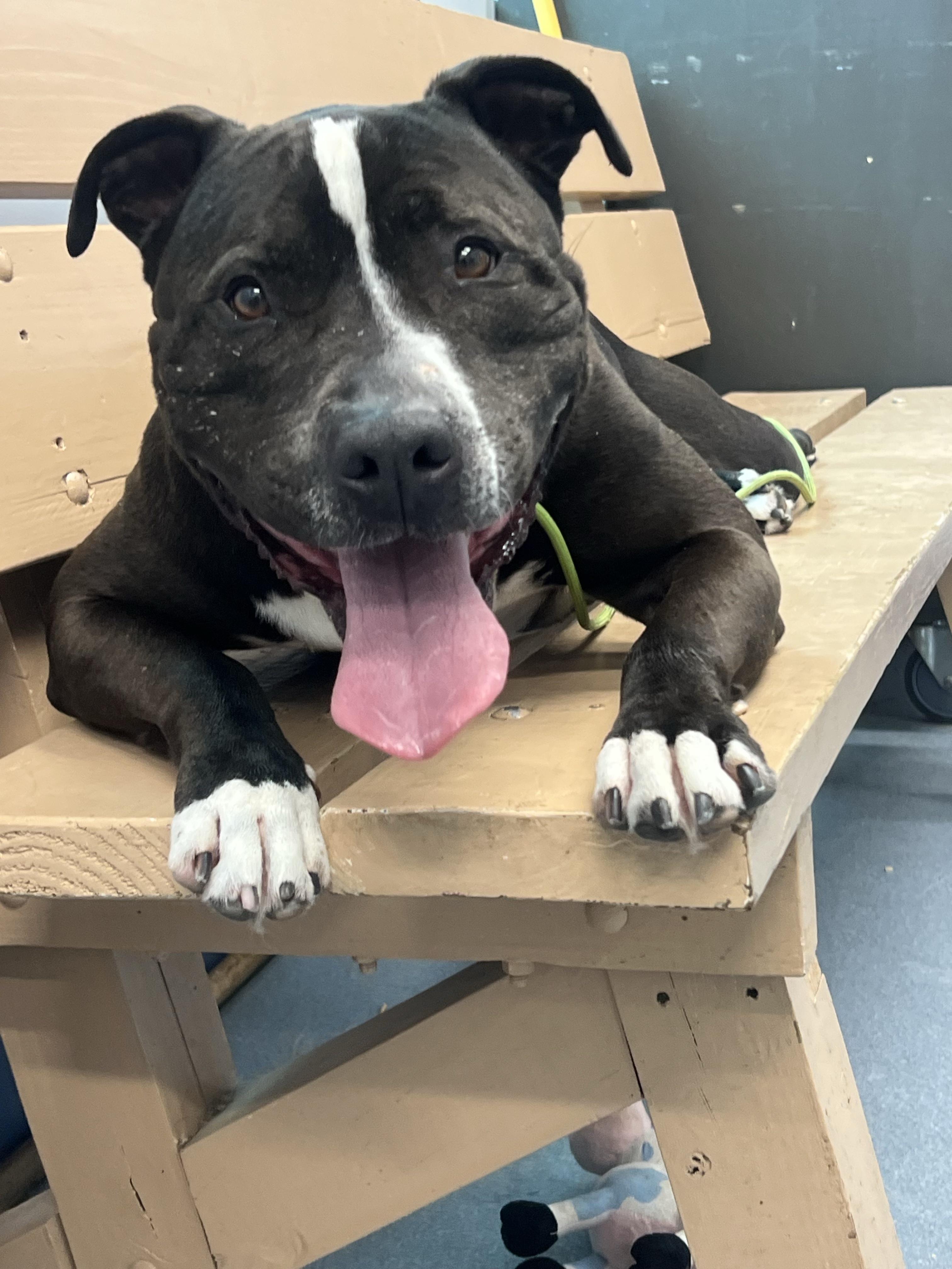 Theon Tag 7, Adoptable, Adult Male Pit Bull Terrier.