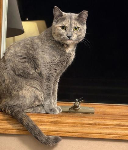 Enlarge Applebees, a Adoptable mixed breed in Madison, WI image 1/3