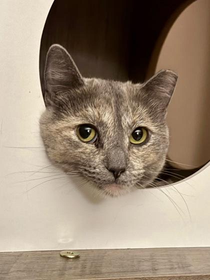 Enlarge Applebees, a Adoptable mixed breed in Madison, WI image 2/3