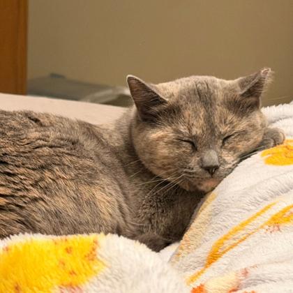 Enlarge Applebees, a Adoptable mixed breed in Madison, WI image 3/3