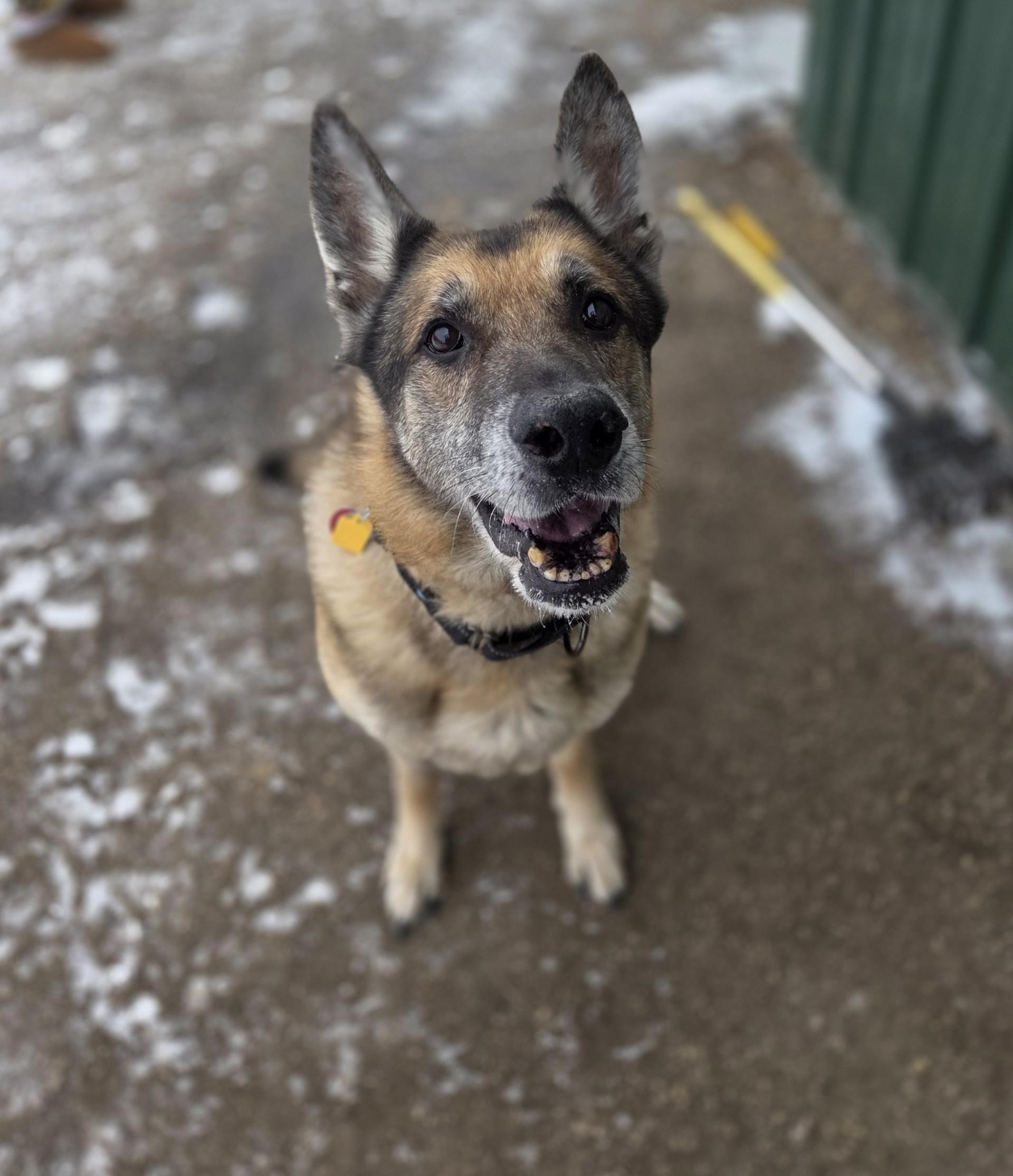Red, a ADOPTABLE German Shepherd Dog in Brookings, SD image 1/2