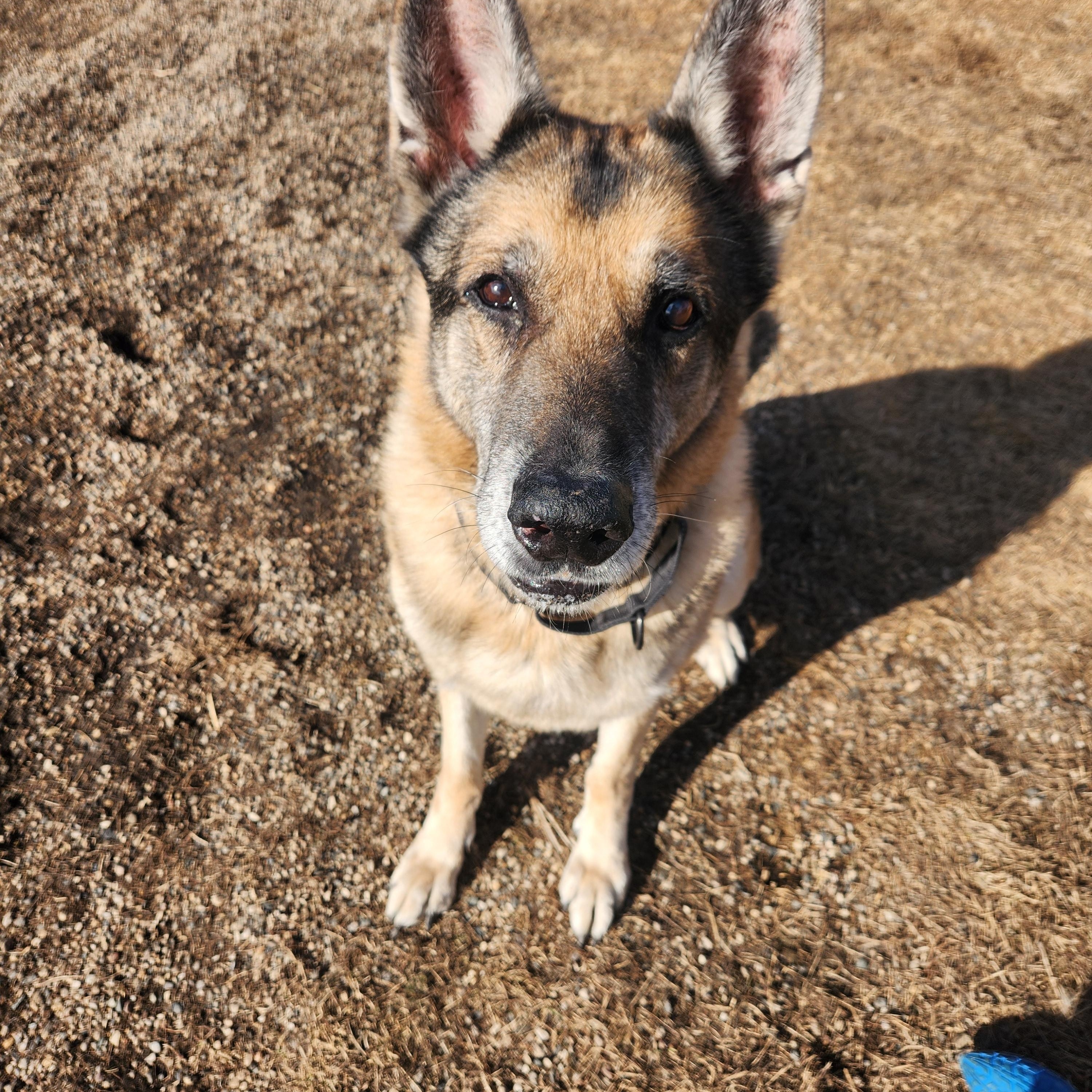 Red, a ADOPTABLE German Shepherd Dog in Brookings, SD image 2/2