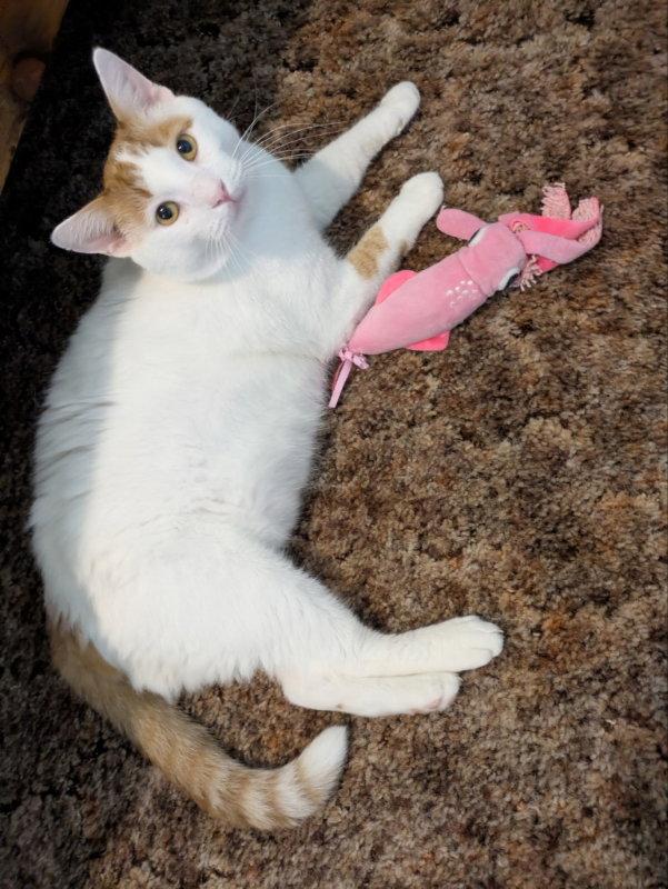 Taylor FIV+, a Adoptable Domestic Short Hair in Knoxville, TN image 3/3