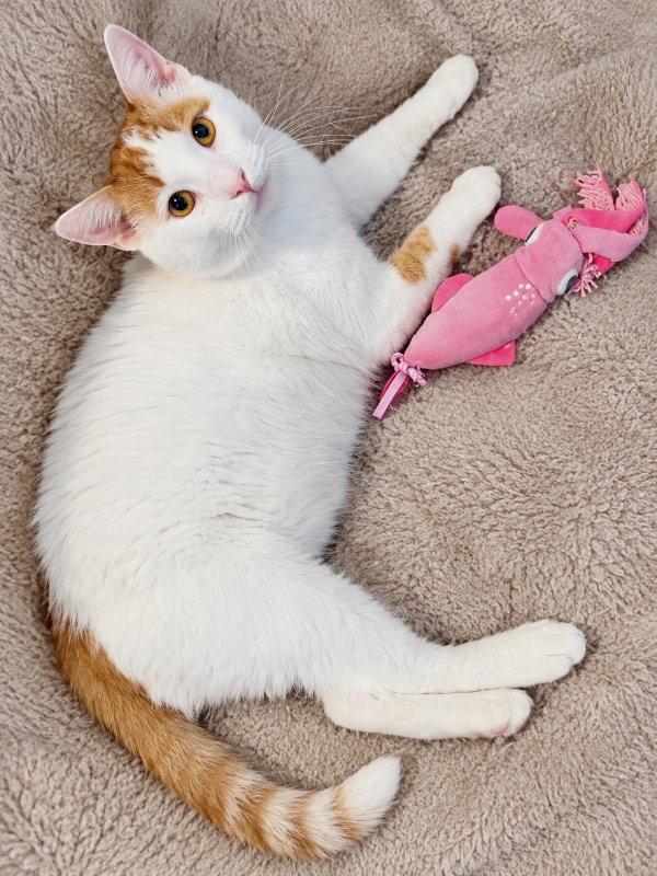 Enlarge Taylor FIV+, a Adoptable Domestic Short Hair in Knoxville, TN image 3/3