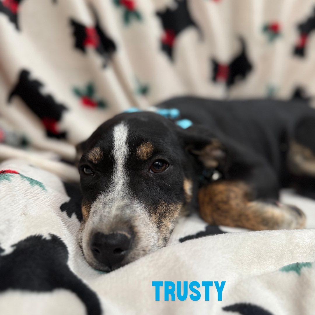 Enlarge Trusty, a Adoptable mixed breed in Albany, NY image 2/6